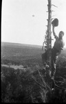 A man climbing a dead tree by W. D. Smith