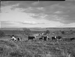 Cattle and calves in field by W. D. Smith