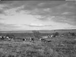 Cattle and calves in field by W. D. Smith