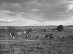 Cattle and calves in field by W. D. Smith