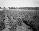 Baker Brothers Nursery by W. D. Smith