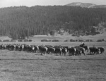 A cowboy herding cattle in the field by W. D. Smith