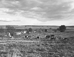 Cattle and their young grazing in a field by W. D. Smith