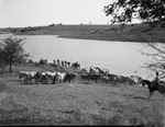 Men on horseback herding cattle by W. D. Smith