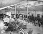 Dairy workers posing with cattle in cattle barn by W. D. Smith