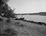 Men on horseback herding cattle by W. D. Smith