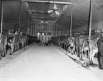 Inside of cattle barn with dairy cattle and dairy workers by W. D. Smith