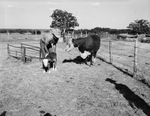 Baby calf by W. D. Smith