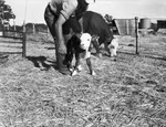 Baby calf by W. D. Smith