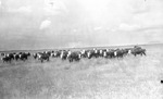 Cattle scene