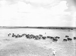 Cattle on a ranch by W. D. Smith