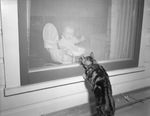 Nancy at window, looking at cat by W. D. Smith