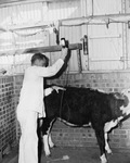 Globe Laboratory, cow with intravenous tube by W. D. Smith