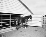 Globe Laboratory, horse by W. D. Smith