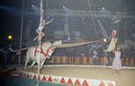 Circus by W. D. Smith