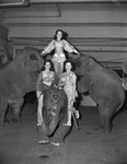 Houston Shrine Circus by W. D. Smith