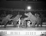 Houston Shrine Circus by W. D. Smith