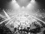 Houston Shrine Circus by W. D. Smith