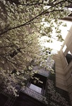 Architecture Building Tree by University Photographer