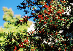 Campus Shrub by University Photographer