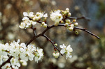 Campus Trees by University Photographer