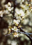 Campus Trees by University Photographer