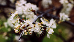 Campus Trees by University Photographer