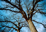 Campus Trees Winter by University Photographer