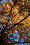 Cedar Tree by University Photographer