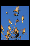 Cedar Waxwings by University Photographer