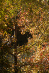 Fall Foliage by University Photographer