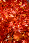 Fall Foliage by University Photographer