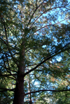 Fall Foliage by University Photographer