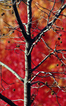 Foliage Sweetgum Tree by University Photographer