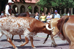 Students Watching Cattle Drive by University Photographer