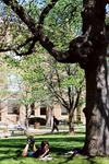 Studying Under Tree by University Photographer