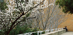 Studying Under Trees by University Photographer