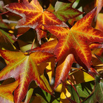 Sweet Gum Leaves by University Photographer