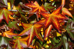 Sweet Gum Leaves by University Photographer