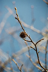 Tree Limb by University Photographer